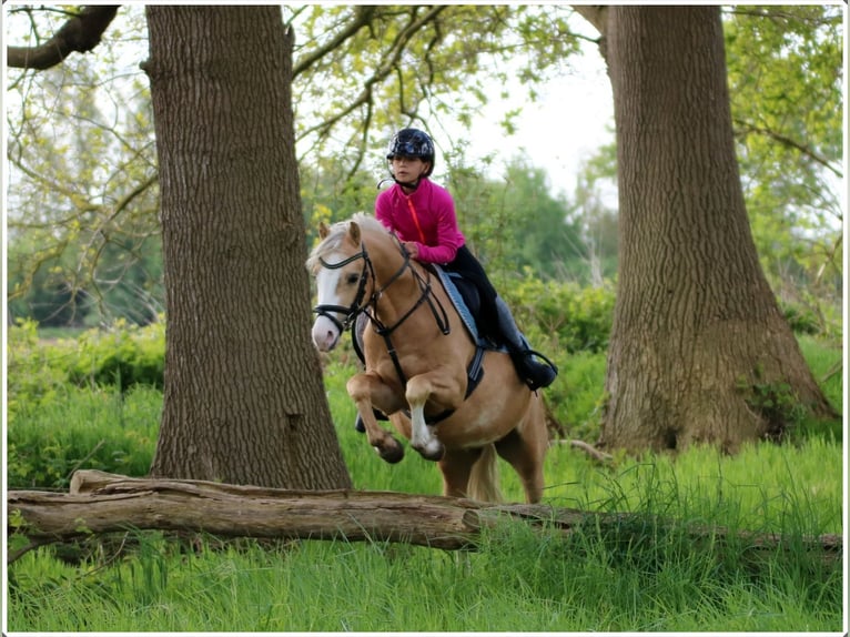 Welsh-B Castrone 4 Anni 136 cm Palomino in Wildeshausen