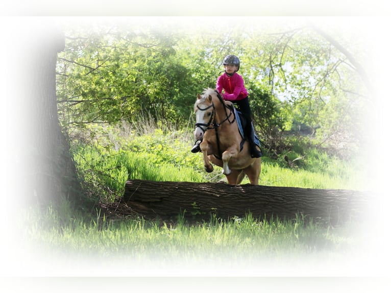 Welsh-B Castrone 4 Anni 136 cm Palomino in Wildeshausen