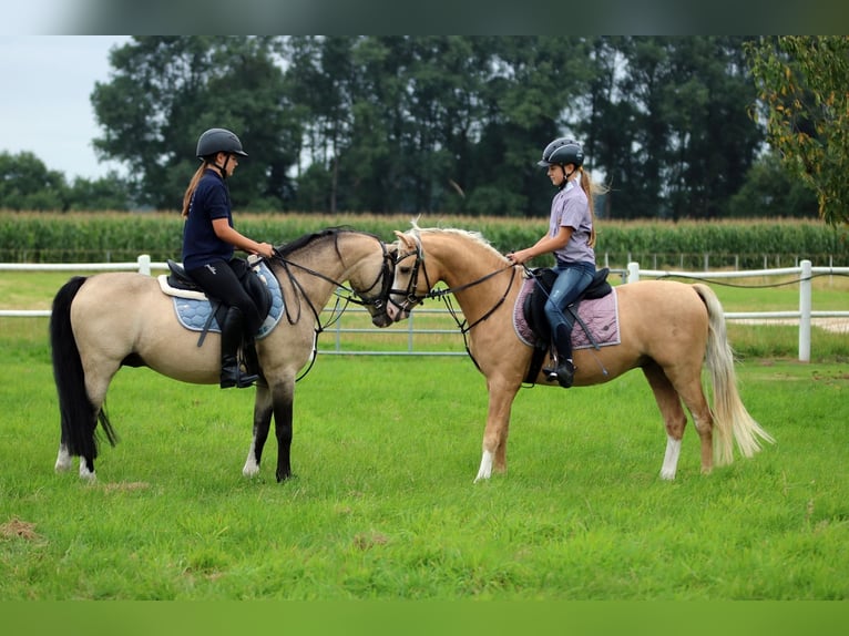 Welsh-B Castrone 4 Anni 136 cm Palomino in Wildeshausen