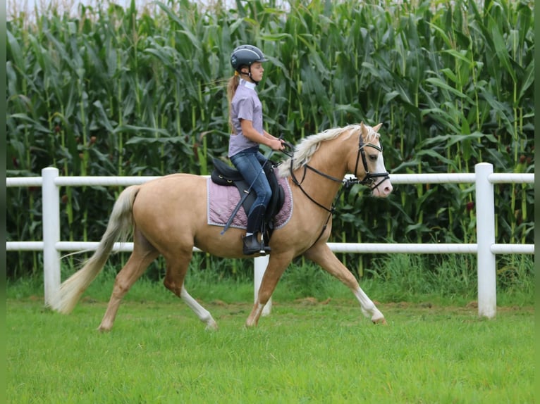 Welsh-B Castrone 4 Anni 136 cm Palomino in Wildeshausen