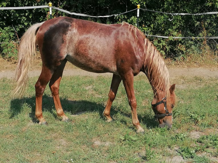 Welsh-B Castrone 4 Anni Baio ciliegia in Titz