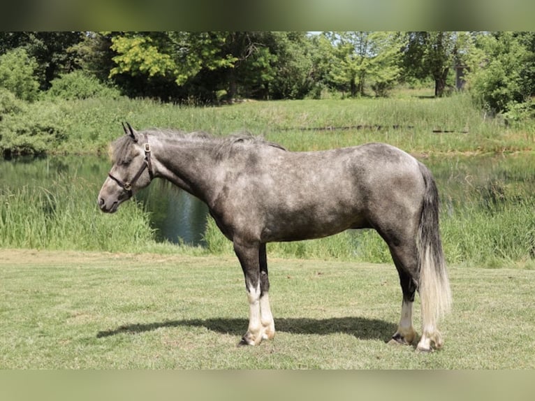 Welsh-B Castrone 4 Anni Grigio in Howell