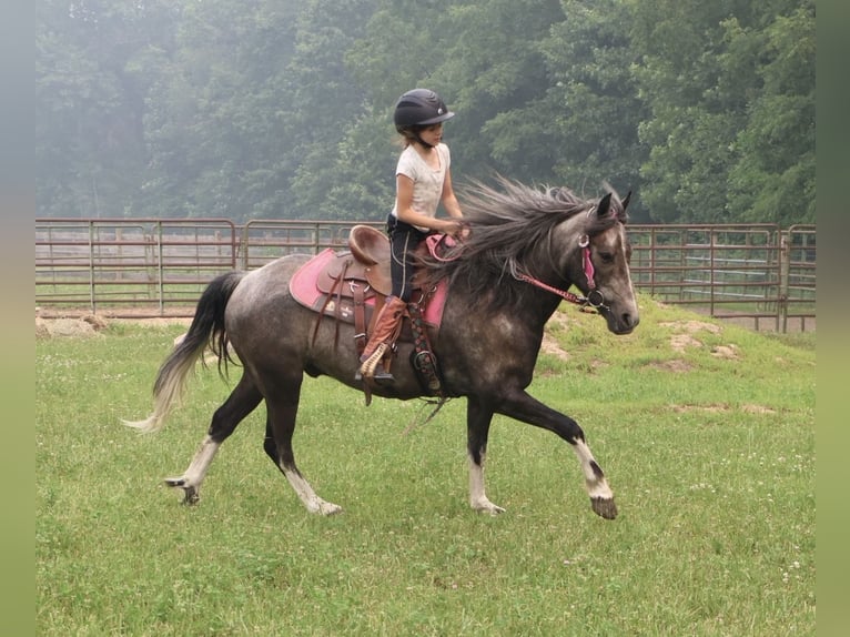 Welsh-B Castrone 4 Anni Grigio in Howell