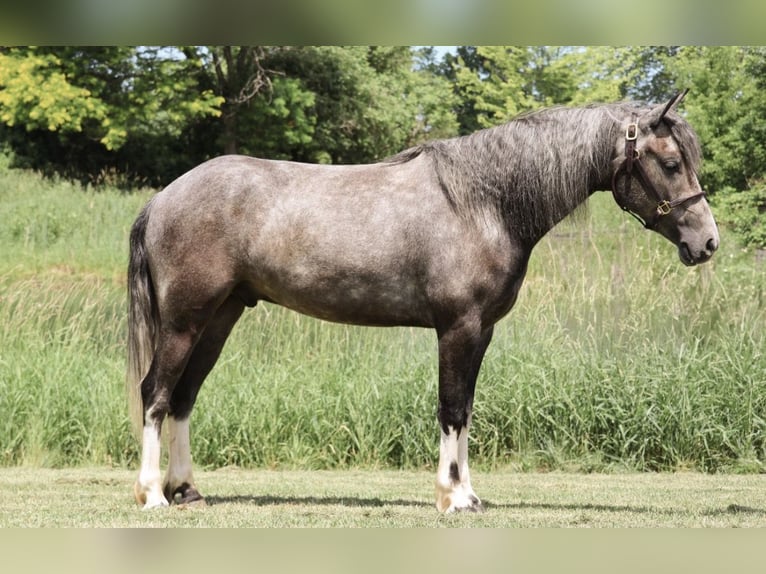 Welsh-B Castrone 4 Anni Grigio in Howell
