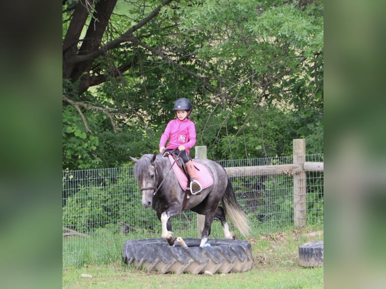 Welsh-B Castrone 4 Anni Grigio in Howell
