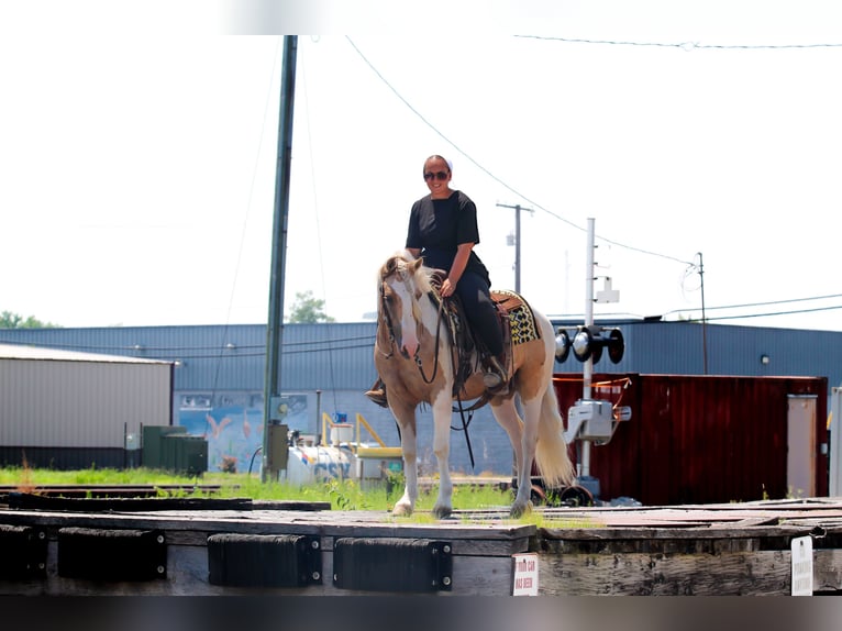 Welsh-B Castrone 4 Anni Pezzato in Syracuse
