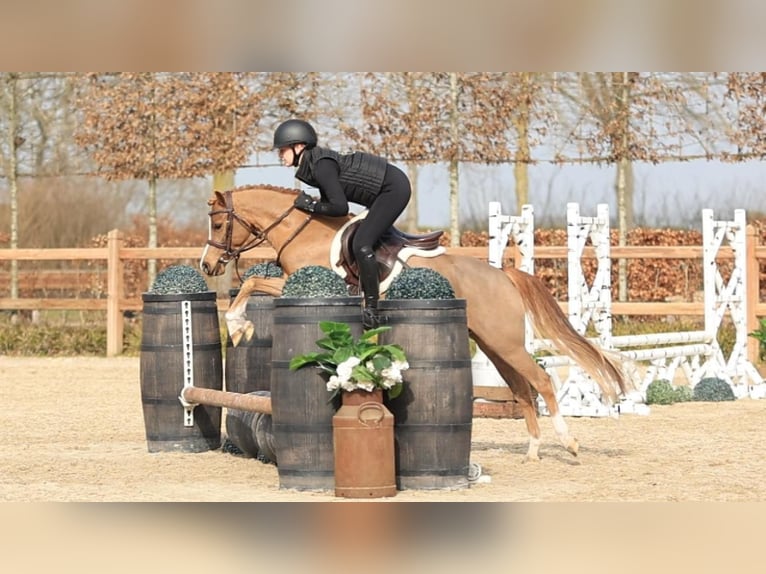 Welsh-B Castrone 5 Anni 127 cm Sauro in Oost West en Middelbeers