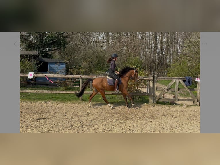 Welsh-B Castrone 5 Anni 128 cm Baio in Mönchengladbach