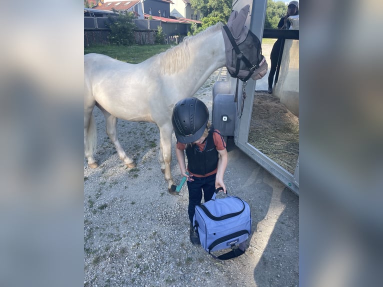 Welsh-B Castrone 5 Anni 130 cm Cremello in Kumhausen