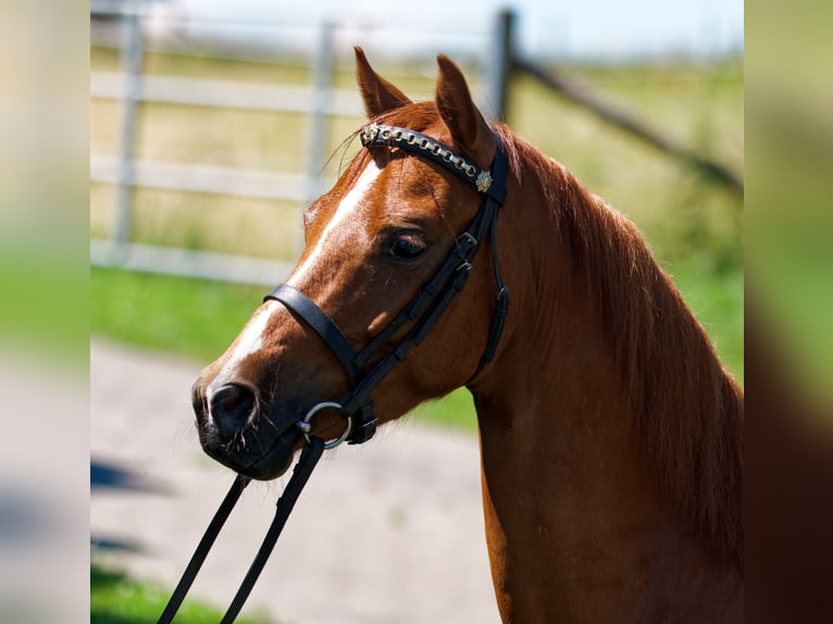 Welsh-B Castrone 5 Anni 130 cm Sauro in Steinborn