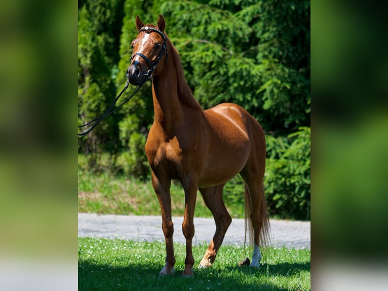 Welsh-B Castrone 5 Anni 130 cm Sauro in Steinborn
