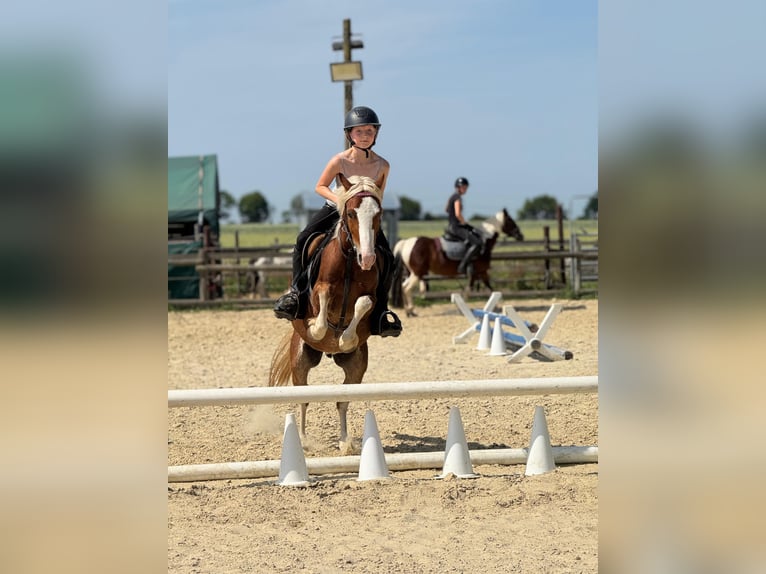 Welsh-B Castrone 5 Anni 131 cm Sauro in Bergheim