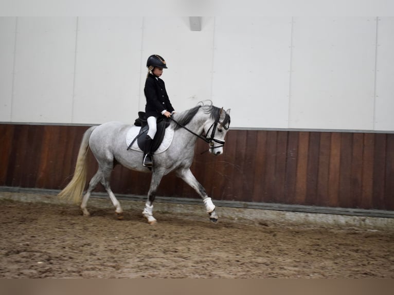 Welsh-B Castrone 5 Anni 136 cm Grigio in Oosterbeek