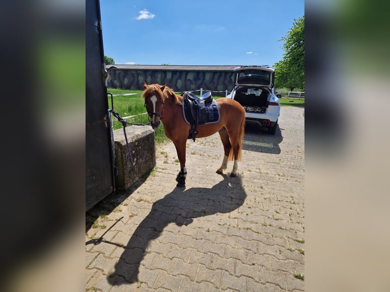 Welsh-B Castrone 5 Anni 136 cm Sauro in Sendenhorst