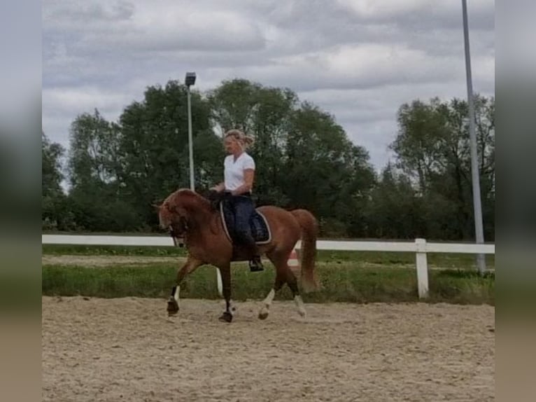 Welsh-B Castrone 5 Anni 136 cm Sauro in Sendenhorst