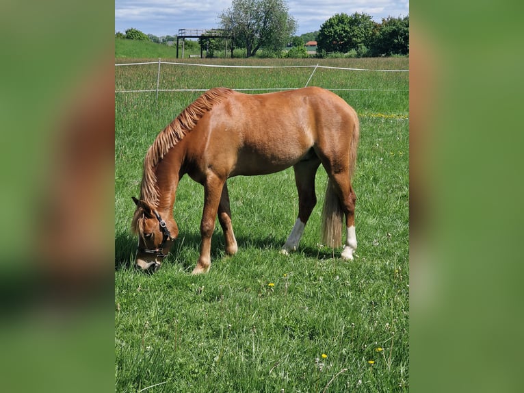 Welsh-B Castrone 5 Anni 136 cm Sauro in Sendenhorst