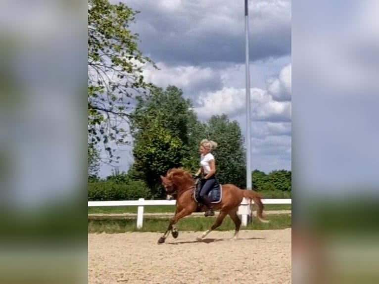 Welsh-B Castrone 5 Anni 136 cm Sauro in Sendenhorst