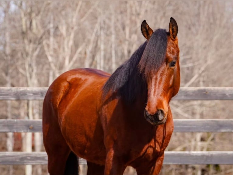 Welsh-B Mix Castrone 5 Anni 150 cm Baio ciliegia in Clover