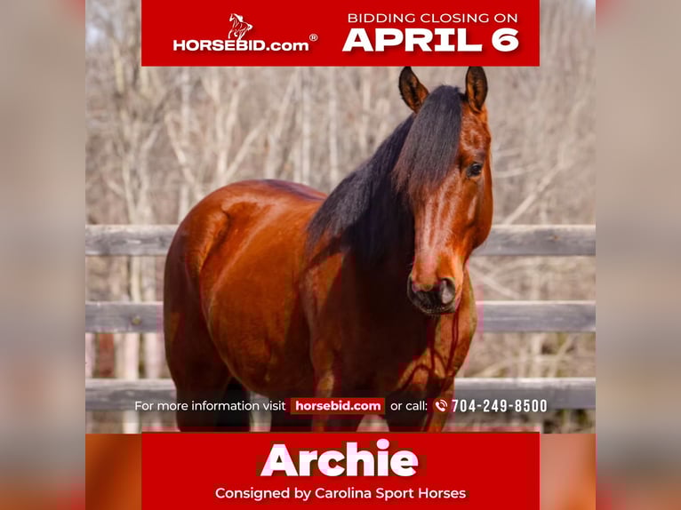 Welsh-B Mix Castrone 5 Anni 150 cm Baio ciliegia in Clover