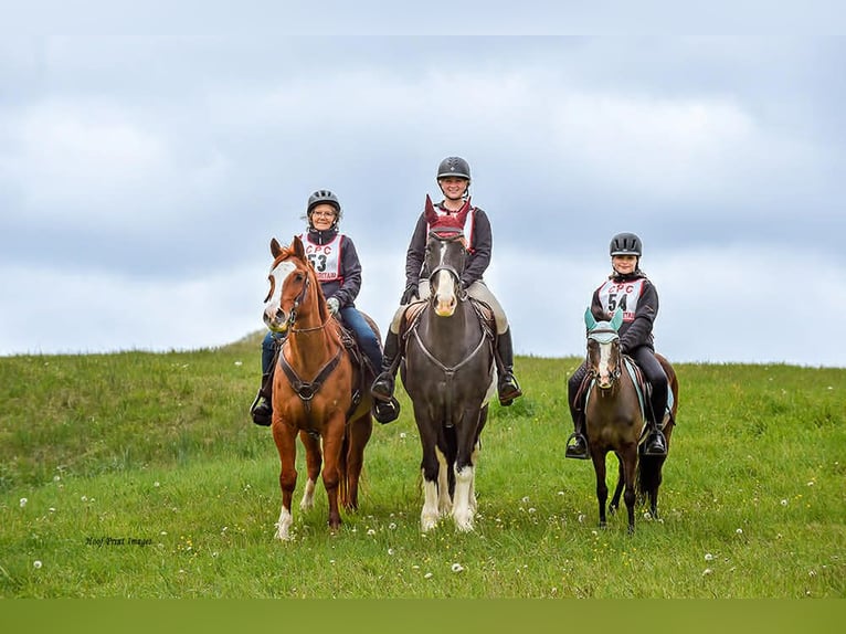Welsh-B Mix Castrone 5 Anni Baio ciliegia in New Holland