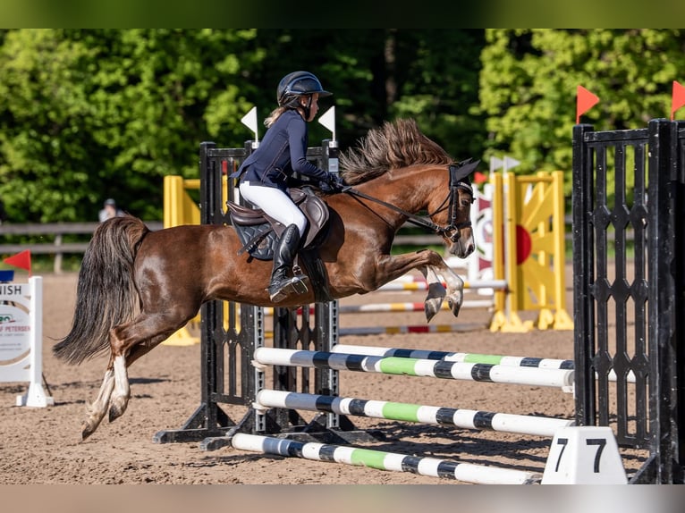 Welsh-B Castrone 6 Anni 125 cm Sauro scuro in Riga Welsh-B Castrone 6 Anni 125 cm Sauro scuro in Riga