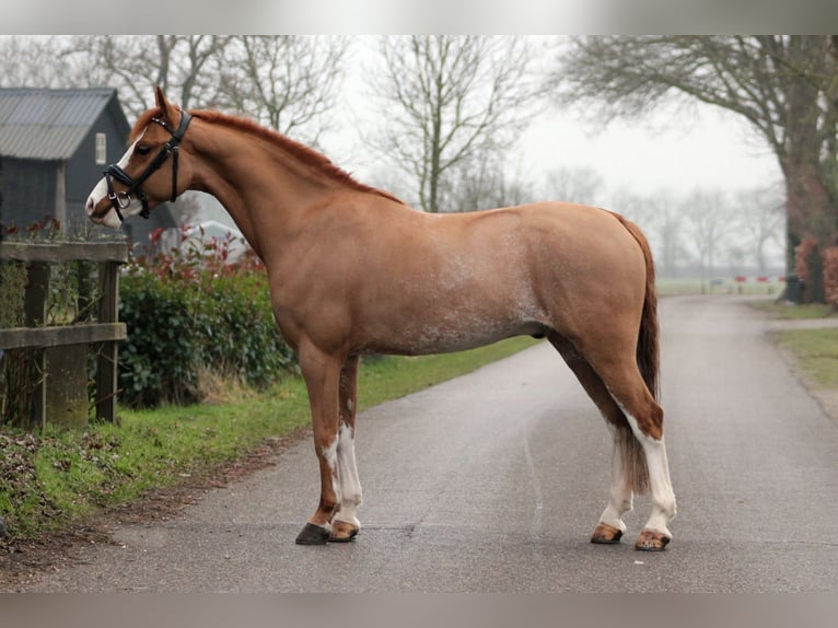 Welsh-B Castrone 6 Anni 127 cm Sauro in Hengelo (Gld)