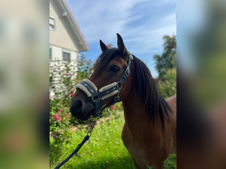 Welsh-B Castrone 6 Anni 130 cm Baio in Friedrichshafen