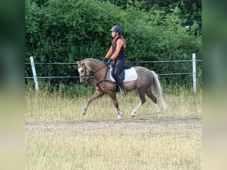 Welsh-B Castrone 6 Anni 133 cm Palomino in Igel