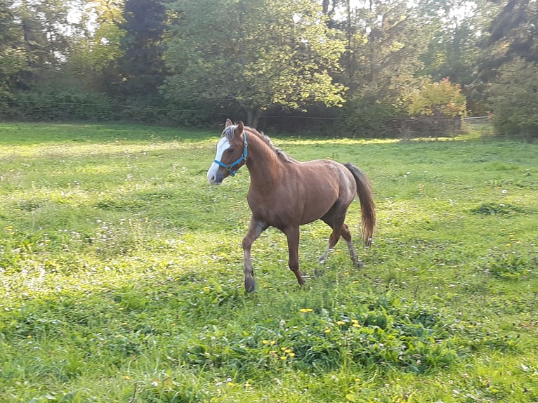 Welsh-B Castrone 6 Anni 133 cm Sauro in Sulzfeld