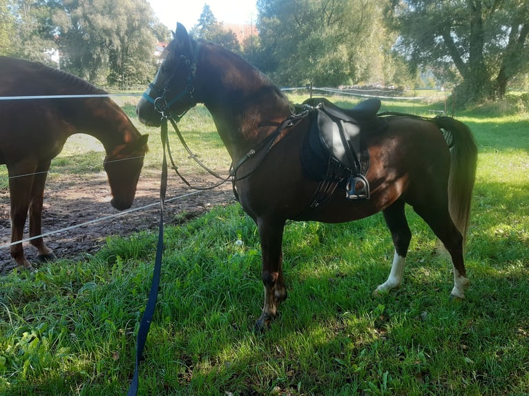 Welsh-B Castrone 6 Anni 133 cm Sauro in Sulzfeld