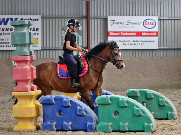 Welsh-B Castrone 6 Anni 135 cm Baio in Wildeshausen