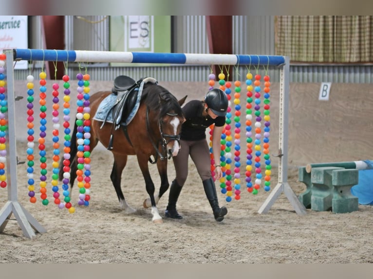 Welsh-B Castrone 6 Anni 135 cm Baio in Wildeshausen