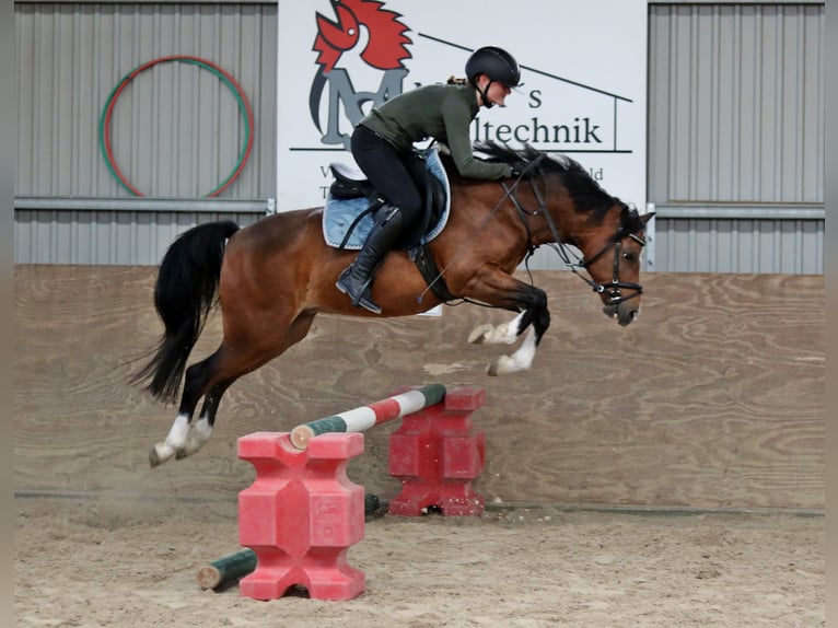 Welsh-B Castrone 6 Anni 135 cm Baio in Wildeshausen