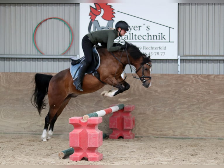 Welsh-B Castrone 6 Anni 135 cm Baio in Wildeshausen