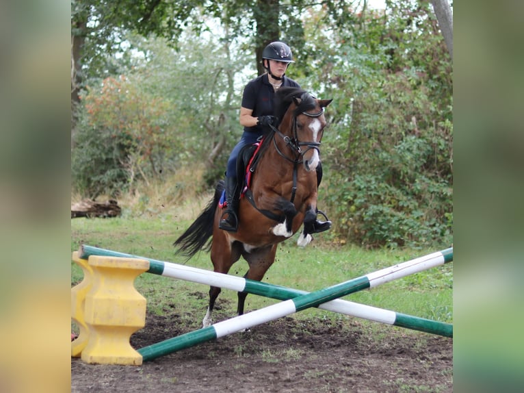 Welsh-B Castrone 6 Anni 135 cm Baio in Wildeshausen