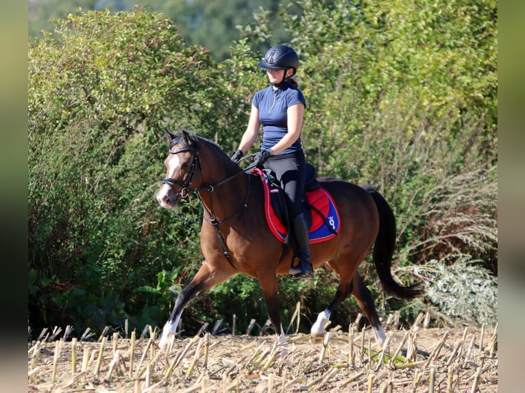 Welsh-B Castrone 6 Anni 135 cm Baio in Wildeshausen