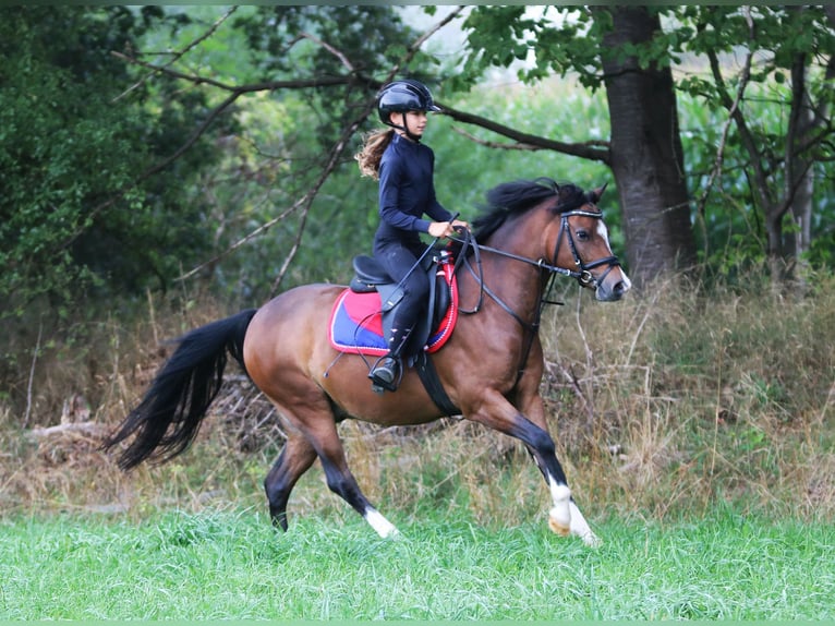 Welsh-B Castrone 6 Anni 135 cm Baio in Wildeshausen