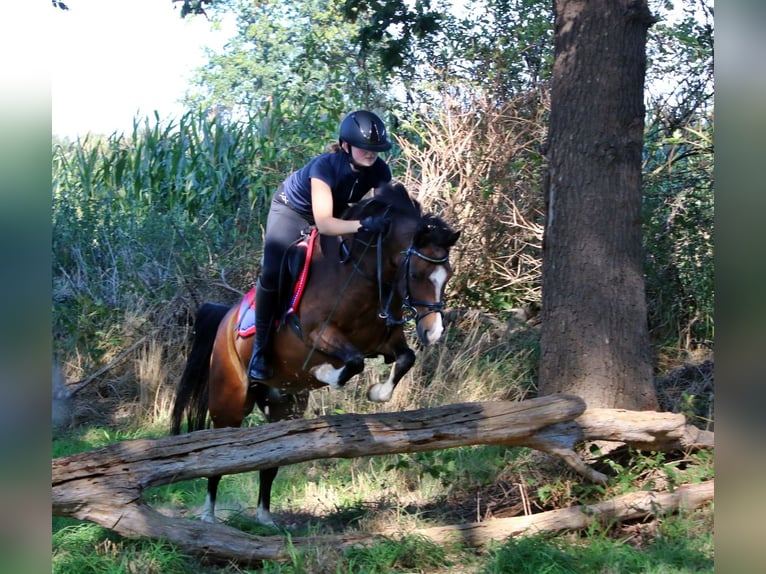 Welsh-B Castrone 6 Anni 135 cm Baio in Wildeshausen