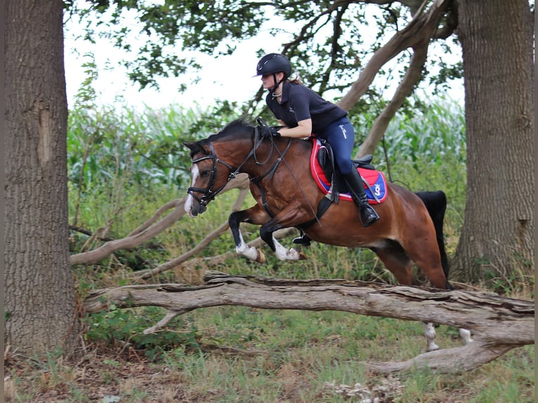Welsh-B Castrone 6 Anni 135 cm Baio in Wildeshausen