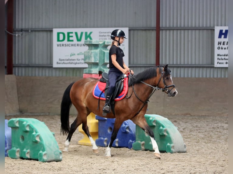 Welsh-B Castrone 6 Anni 135 cm Baio in Wildeshausen