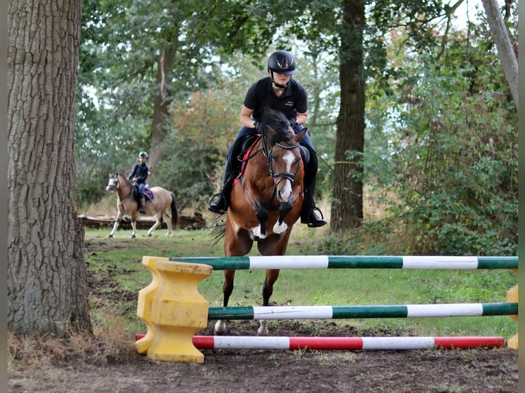Welsh-B Castrone 6 Anni 135 cm Baio in Wildeshausen