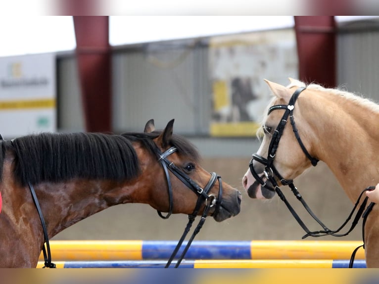 Welsh-B Castrone 6 Anni 135 cm Baio in Wildeshausen
