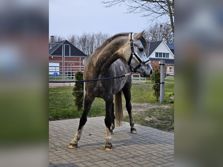 Welsh-B Castrone 6 Anni 139 cm Grigio in Süderlügum