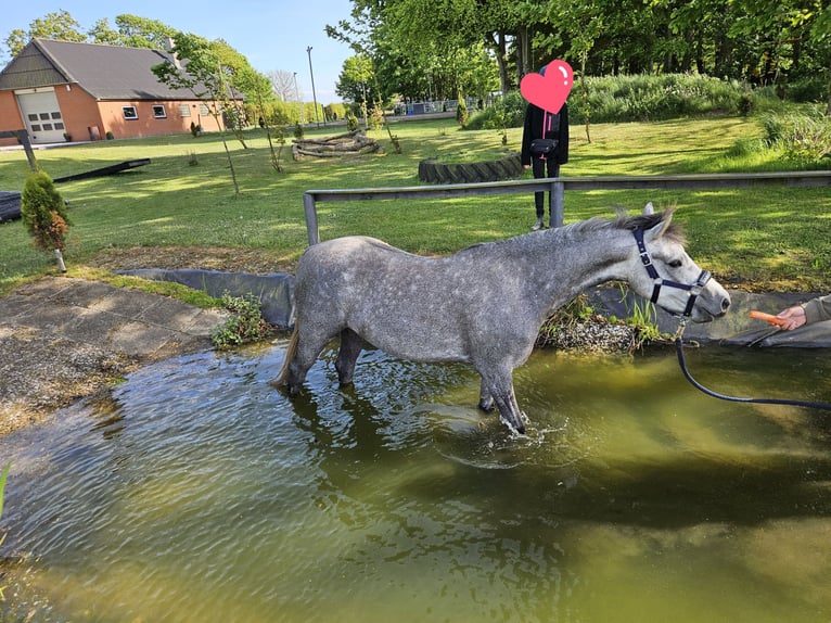 Welsh-B Castrone 6 Anni 139 cm Grigio in Süderlügum