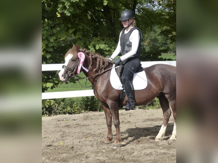 Welsh-B Castrone 6 Anni 140 cm Sauro scuro in Aichach