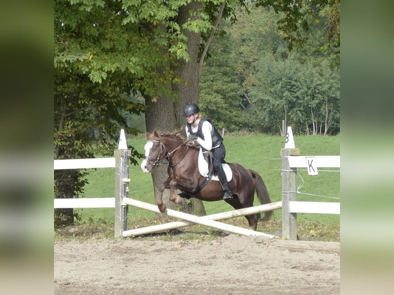 Welsh-B Castrone 6 Anni 140 cm Sauro scuro in Aichach