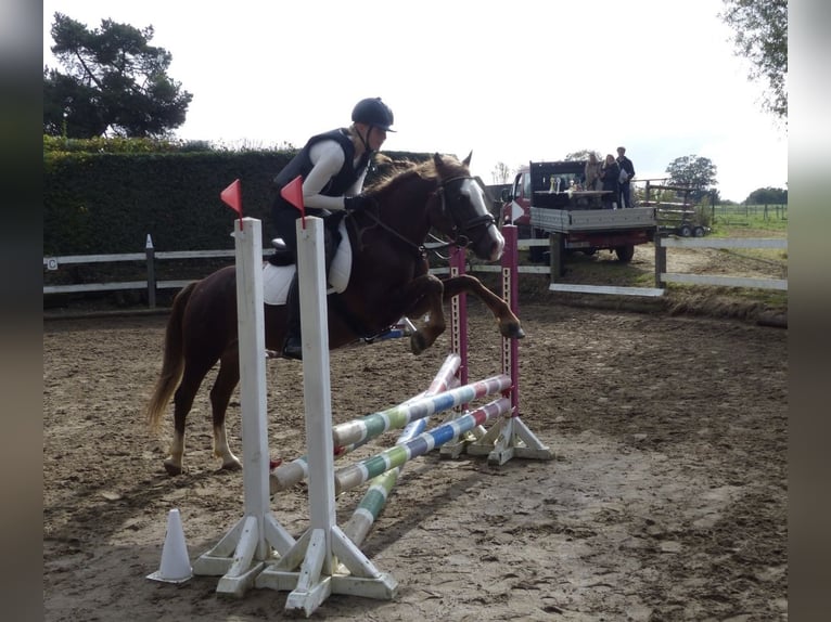 Welsh-B Castrone 6 Anni 140 cm Sauro scuro in Aichach