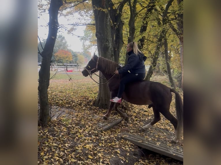 Welsh-B Castrone 6 Anni 140 cm Sauro scuro in Aichach