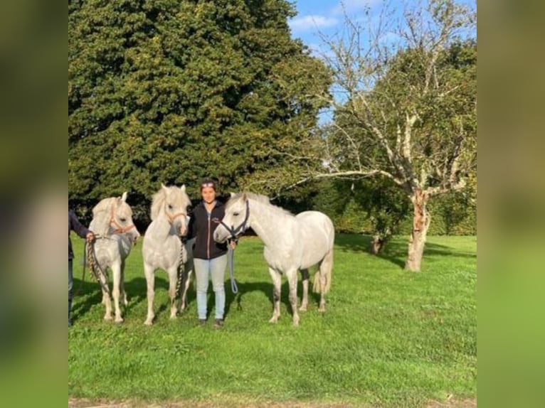 Welsh-B Castrone 7 Anni 125 cm Bianco in continvoir