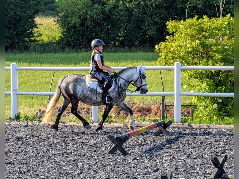 Welsh-B Castrone 7 Anni 127 cm Leardo in Velpke